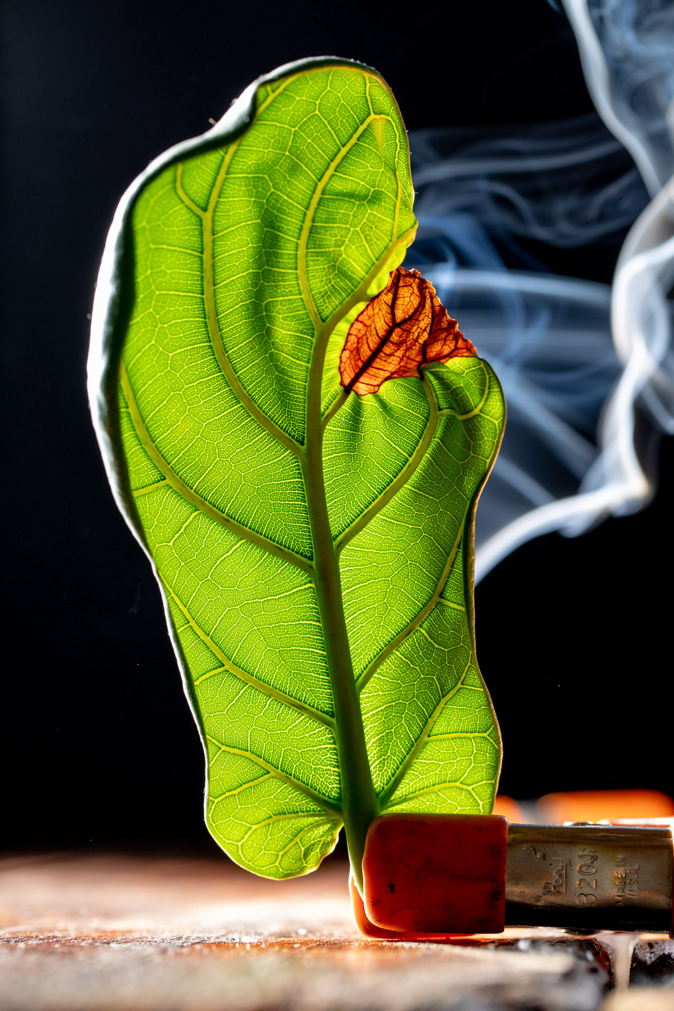 Conceptual artwork of smoke rising from a fiddle tree fig leaf